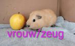 4 jonge cavias, Dieren en Toebehoren, Knaagdieren, Augustus, Meerdere dieren, Cavia