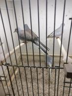 Diamant duifjes, Dieren en Toebehoren, Meerdere dieren, Overige soorten