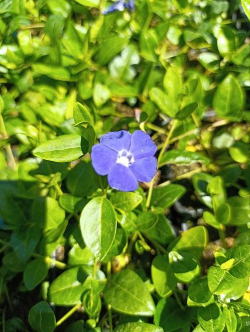 Vinca Minor P9 - Bodembedekker, Tuin en Terras, Planten | Tuinplanten, Bodembedekkers, Halfschaduw, Zomer, Ophalen