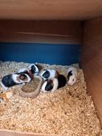 Te koop jonge  cavia's, Dieren en Toebehoren, Cavia, Mannelijk, Tam, September