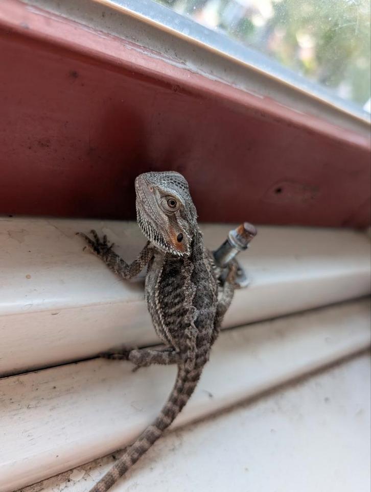 Jonge baardagamen, Dieren en Toebehoren, Reptielen en Amfibieën, Hagedis, 0 tot 2 jaar, Tam