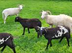 3 X  ram lammeren, Wiltshire horn x blackhead €180 per stuk., Dieren en Toebehoren, Schapen, Geiten en Varkens, Mannelijk, Schaap