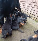 Mooie en lieve rottweiler pups, Groot, Meerdere, Meerdere dieren, Nederland