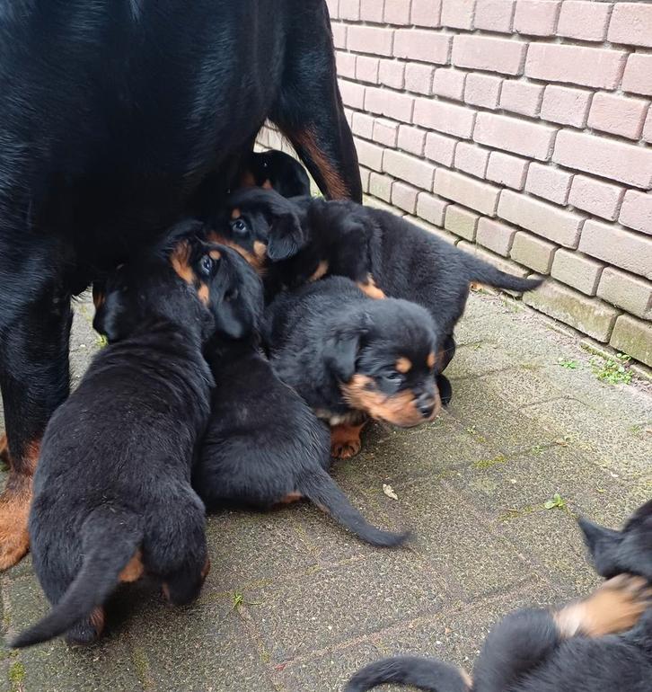 Mooie en lieve rottweiler pups, Dieren en Toebehoren, Honden | Niet-rashonden, Groot, Meerdere dieren, Particulier, Meerdere, Nederland