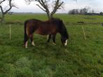 Te koop mooie donkere Welsh merrie, Merrie, B pony (1.17m tot 1.27m)