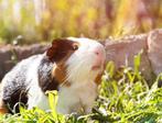 GEZOCHT maatjes voor onze cavia, Dieren en Toebehoren, Knaagdieren, Meerdere dieren, Cavia, Na 1 juli 2024, Tam