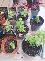 Mojito munt plant, Ophalen, Kruiden, Volle zon