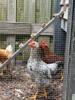 2 hanen, gratis op te halen, Dieren en Toebehoren, Pluimvee, Mannelijk, Kip
