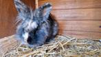 Dwergkonijn aangeboden, Dieren en Toebehoren, Konijnen, Mannelijk, Dwerg