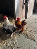 Cochin kriel hanen, Dieren en Toebehoren, Mannelijk, Kip