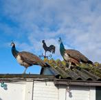 Pauwen, Mannelijk, Overige soorten