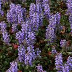 Gezocht Ajuga reptans Atropurpurea - Zenegroen, Tuin en Terras, Planten | Tuinplanten, Ophalen, Zomer, Volle zon