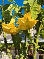 Goed gewortelde brugmansia stekken geel 2 dubbel, Volle zon, 100 tot 250 cm, Zomer, Overige soorten
