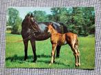 Zwarte merrie met veulen in wei, Ophalen of Verzenden, 1980 tot heden, Ongelopen, Paard