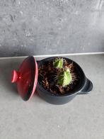 Mini pannetje met deksel en cactus, Cactus, Minder dan 100 cm, Ophalen of Verzenden, Halfschaduw
