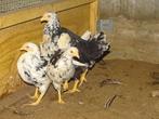 Pita pinta hennen tegen de leg, Dieren en Toebehoren, Pluimvee, Vrouwelijk, Kip