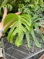 Monstera Sierrana Mexico, Huis en Inrichting, Kamerplanten, Ophalen of Verzenden, Overige soorten, Minder dan 100 cm
