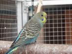 grasparkieten, Dieren en Toebehoren, Vogels | Parkieten en Papegaaien, Meerdere dieren, Parkiet, Geringd