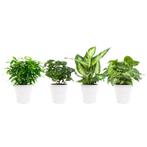 Combibox hippe kamerplanten in Anna White- keramiek, Huis en Inrichting, Kamerplanten, Minder dan 100 cm, Halfschaduw, Verzenden