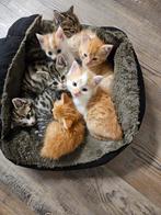 Kittens, gereserveerd, Meerdere dieren