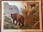 Schoolplaat: Bewoners van de Karpaten; 70 x 90 cm, Ophalen, Natuur en Biologie