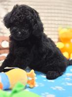 2 Mini Zwart & Rood BEARFACE - Toy Poedel / Toy Poodle, Dieren en Toebehoren, Poedel, Particulier, Rabiës (hondsdolheid), Reu