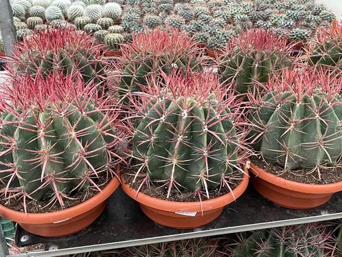 Cactus Ferocactus Stainesii in de 27cm schaal., Huis en Inrichting, Kamerplanten, Cactus, Minder dan 100 cm, Bloeiende kamerplant