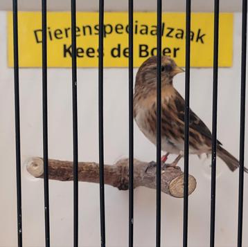 Barmsijs pop  beschikbaar voor biedingen
