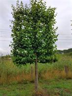leilinde XL, Leiboom, Zomer, 400 cm of meer, Ophalen