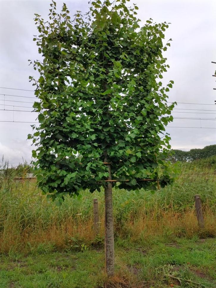 leilinde XL, Tuin en Terras, Planten | Bomen, Leiboom, 400 cm of meer, Volle zon, Zomer, Ophalen
