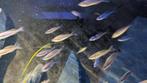 Cyprichromis Leptosoma Chituta neon head  - Tanganyika, Dieren en Toebehoren, Vissen | Aquariumvissen, Vis