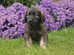Superlieve Leonberger x Newfoundlander pups, Dieren en Toebehoren, Overige rassen, 8 tot 15 weken, CDV (hondenziekte), Meerdere