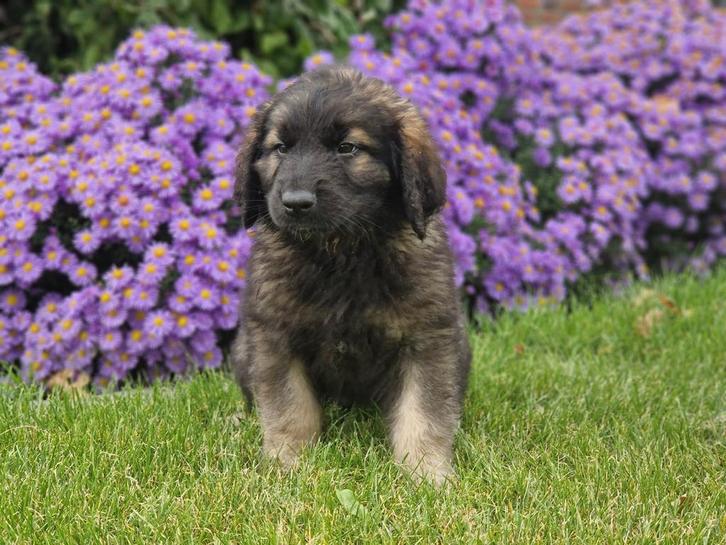 Superlieve Leonberger x Newfoundlander pups, Dieren en Toebehoren, Honden | Retrievers, Spaniëls en Waterhonden, Meerdere dieren