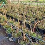 Paulonia bomen, Ophalen, Volle zon, Overige soorten