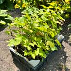 Zwarte bes, Ribes Nigrum ‘Titania’, Ophalen of Verzenden
