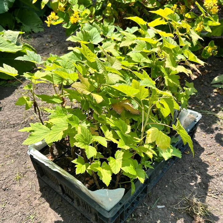 Zwarte bes, Ribes Nigrum ‘Titania’, Tuin en Terras, Planten | Fruitbomen, Ophalen of Verzenden