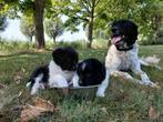 Friese Stabij pups, Dieren en Toebehoren, 8 tot 15 weken, Meerdere, Meerdere dieren, Middel