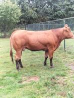 Zeer aparte luxe dragende dikbil vaars!!, Dieren en Toebehoren, Meerdere dieren