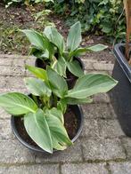 Te koop: canna zaailing (de laatste!), Tuin en Terras, Planten | Tuinplanten, Ophalen, Vaste plant, Overige soorten, Halfschaduw