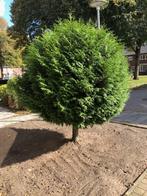 Conifeer op stam, Tuin en Terras, Planten | Bomen, Ophalen, Bloeit niet, Halfschaduw, Overige soorten