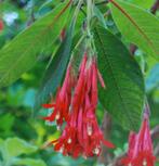 Fuchsia Boliviana te koop, groot en kleiner, Volle zon, Vaste plant, Zomer, Ophalen