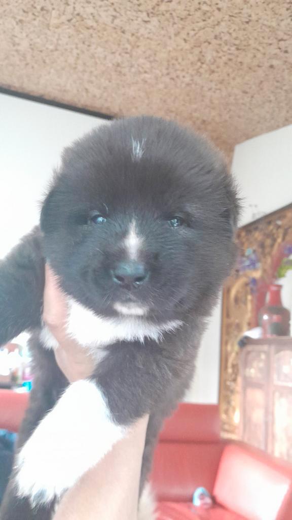 Kruising owsharka met amerikaanse akita pups.(4x V), Dieren en Toebehoren, Katten en Kittens | Dekkaters