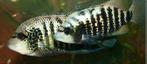 Nandopsis Beani cichliden, Vis, Zoetwatervis