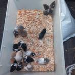 Baby GoudHamsters, Dieren en Toebehoren, Hamster, Geslacht onbekend, November, Tam