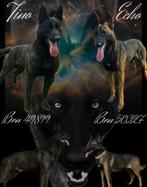Mechelse x Hollandse Herder Pups!, Dieren en Toebehoren, Honden | Herdershonden en Veedrijvers, Parvo, 8 tot 15 weken, Meerdere