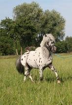 Luxe appaloosa hengst en Massey Ferguson 135 tractor, Mannelijk, 0 tot 2 jaar
