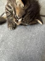 3 kittens te koop, Dieren en Toebehoren, Katten en Kittens | Overige Katten, Meerdere dieren