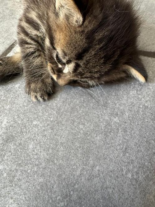 3 kittens te koop, Dieren en Toebehoren, Katten en Kittens | Overige Katten, Meerdere dieren