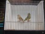 Te koop koppel groenlingen 2025 uit buiten volière, Dieren en Toebehoren, Vogels | Overige Vogels, Meerdere dieren, Wildzangvogel