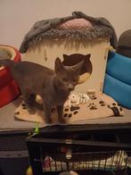 MJM Dogs Foundation: Jairo + Daniël nog beschikbaar., Dieren en Toebehoren, Katten en Kittens | Overige Katten, Poes, Kortharig